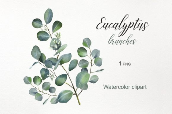 Download Watercolor Flowers. Eucalyptus Clipart - Flow Collection